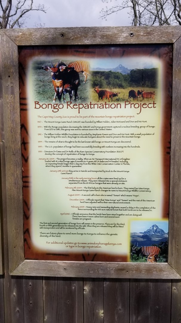 Cape May - Bongo Repatriation