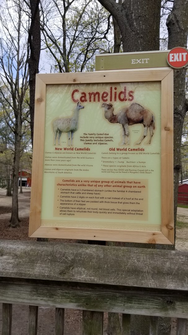 Cape May - Camelids sign