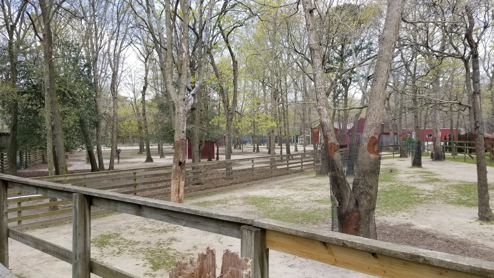 Cape May - Camels on right, alpaca and llama on left