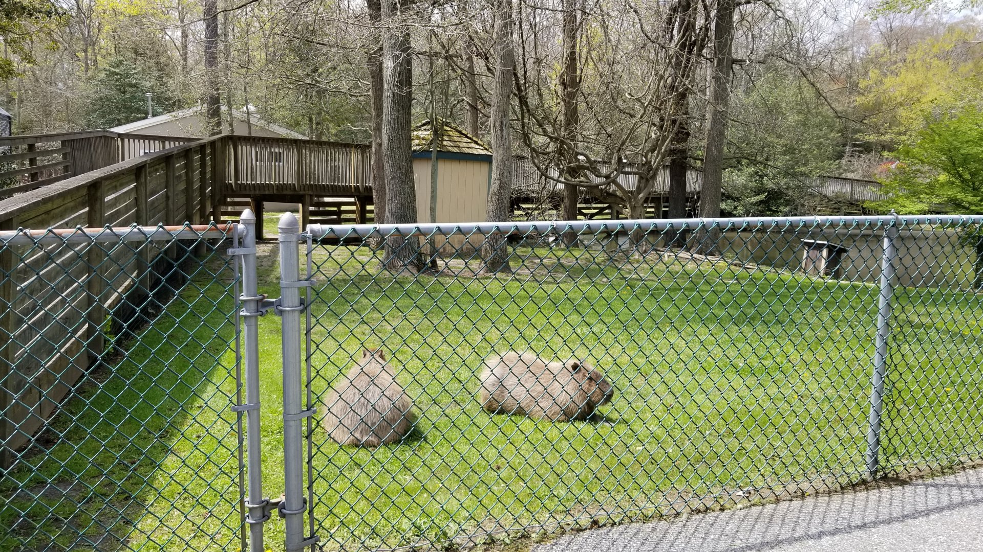 Cape May - Capybara