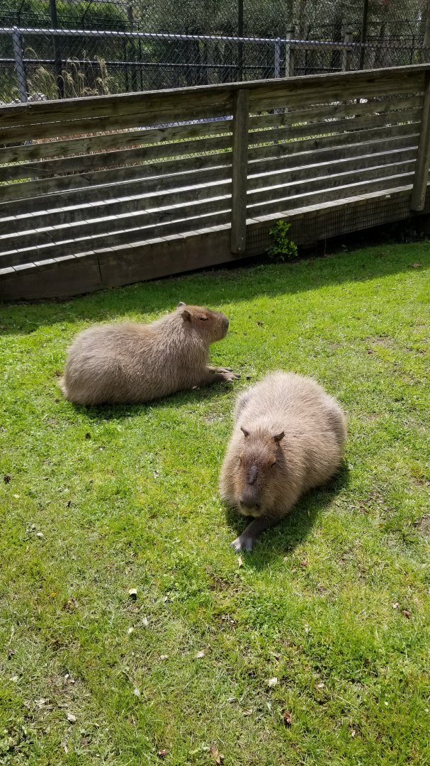 Cape May - Capybara