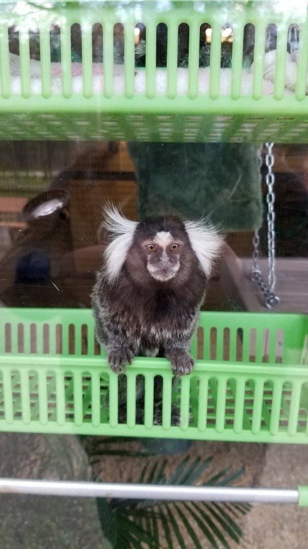 Cape May - Common marmoset