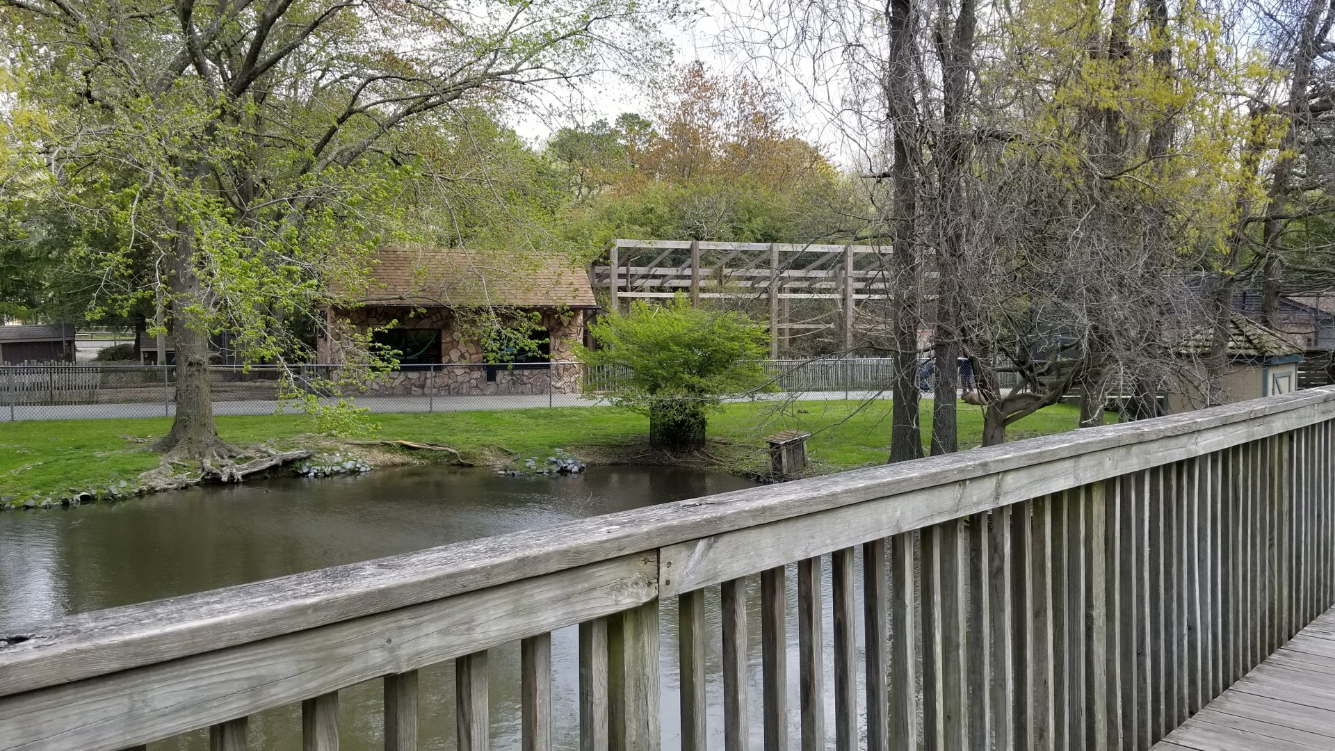 Cape May - Cotton-top Tamarin exhibit from capybara boardwalk
