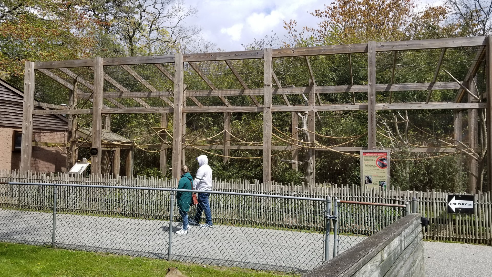 Cape May - Cotton-top tamarins