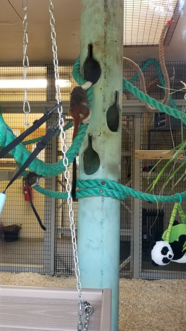 Cape May - Cotton-top tamarins