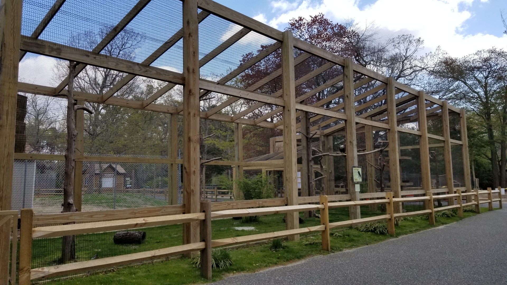 Cape May - Crested caracara