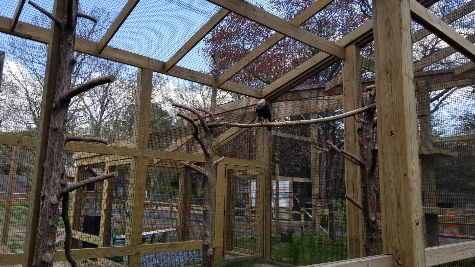 Cape May - Crested caracara