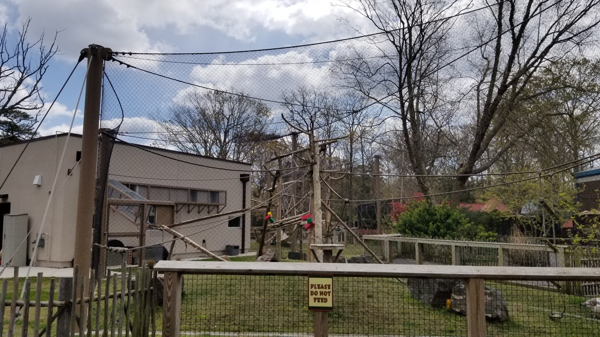 Cape May - DeBrazza's Monkeys