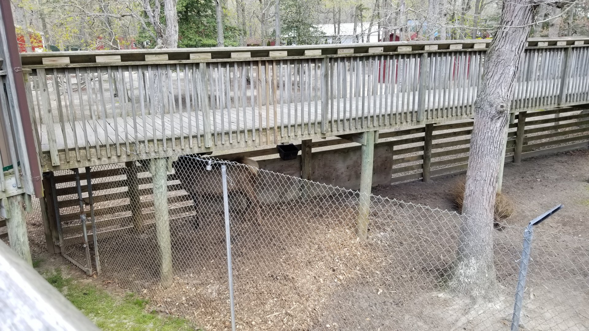 Cape May - Elk in with white-tailed deer