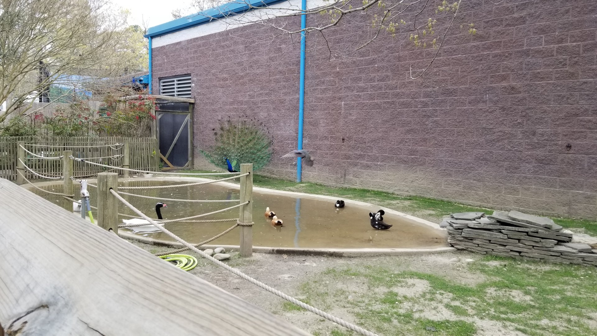 Cape May - Flamingo? pool? Black-neck swan, ruddy shelduck