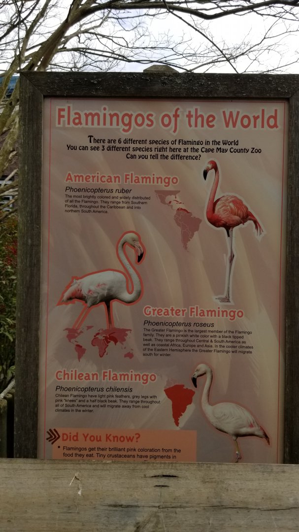 Cape May - Flamingo sign