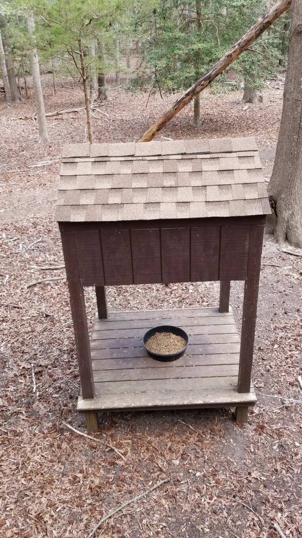 Cape May - Food for wild deer?