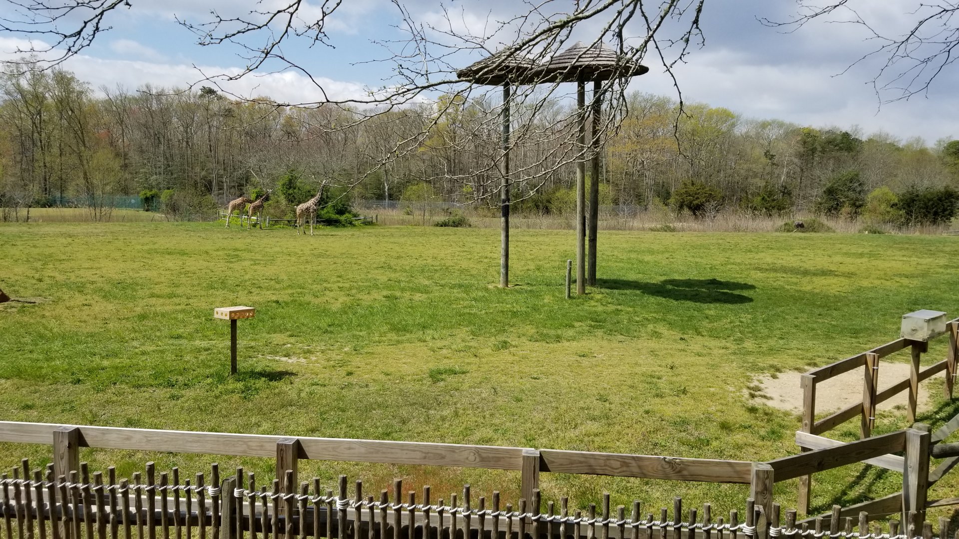 Cape May - Giraffes & ostriches