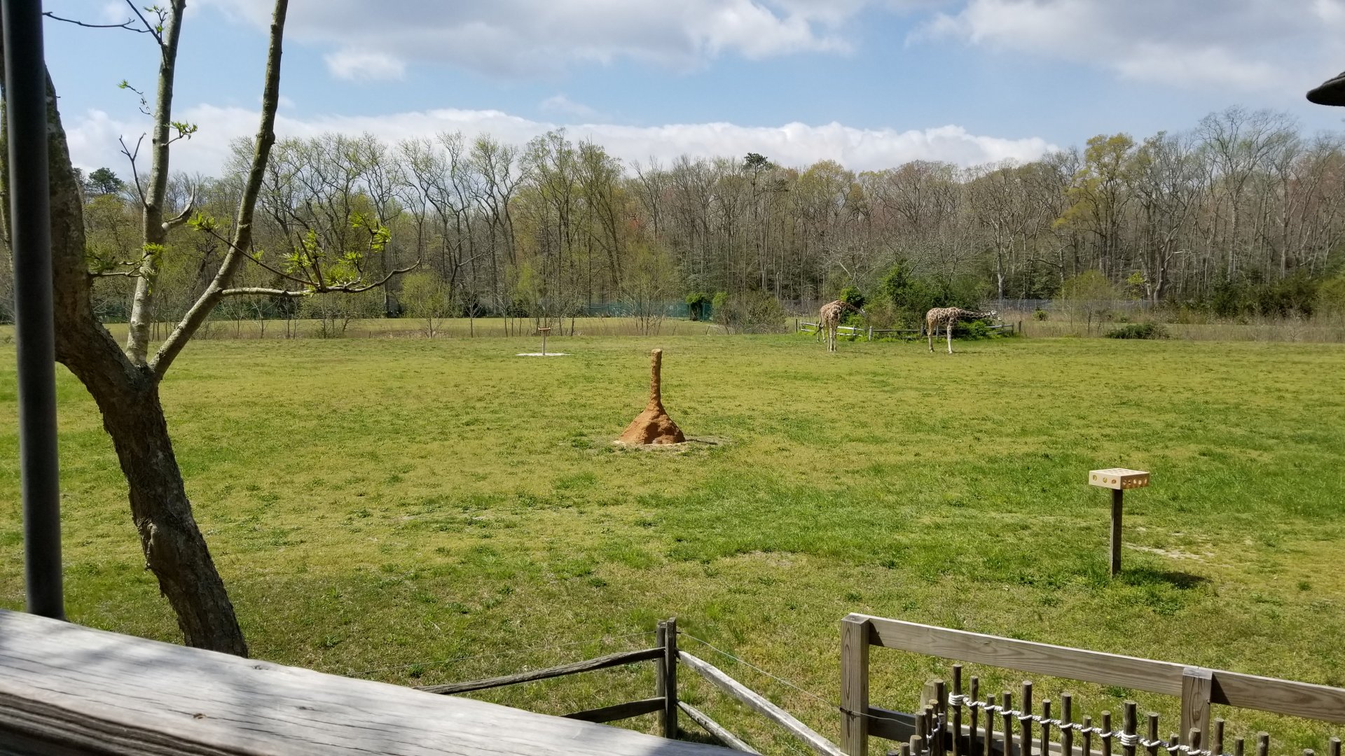 Cape May - Giraffes & ostriches