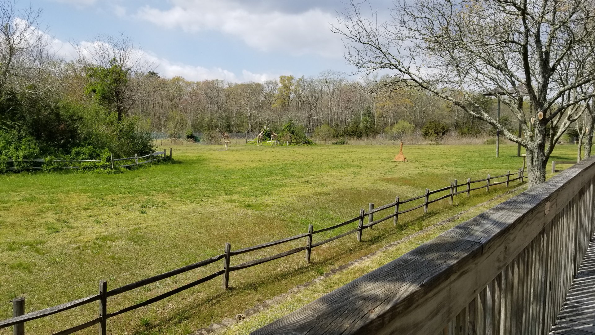 Cape May - Giraffes & ostriches