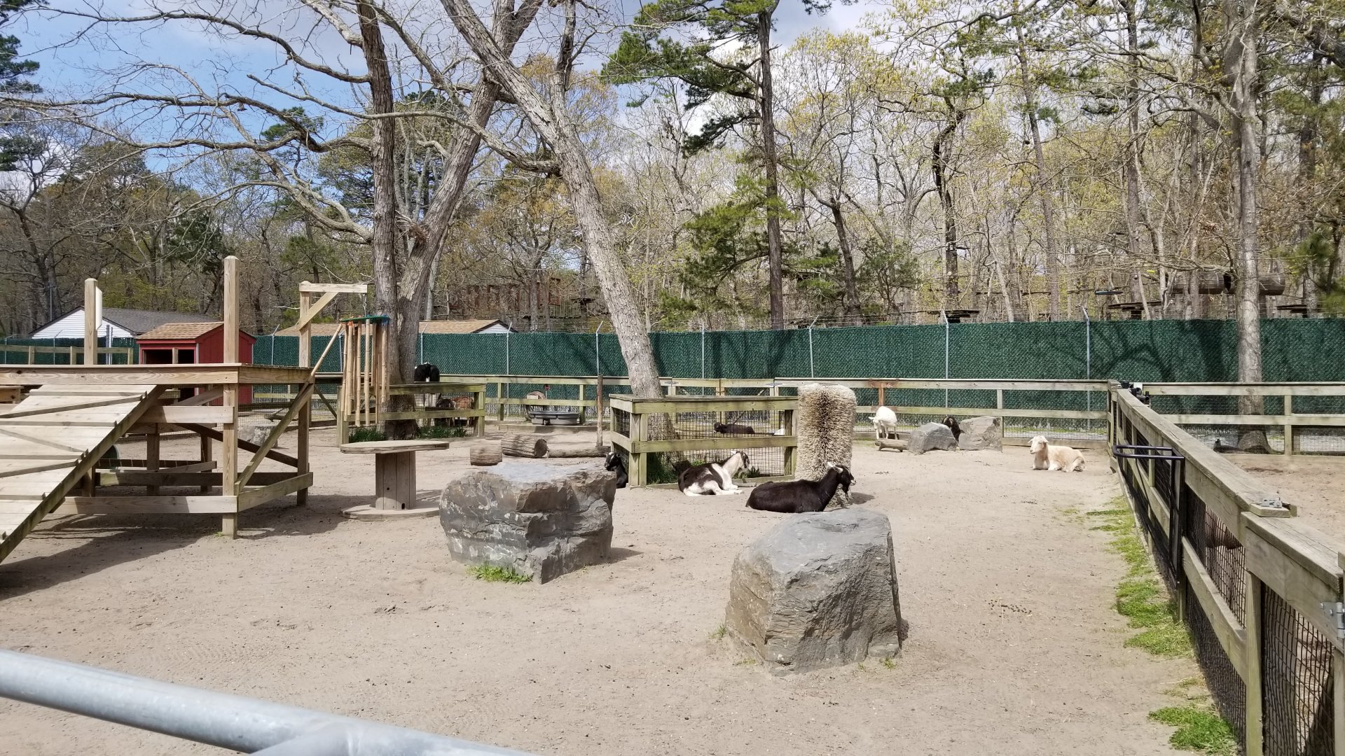 Cape May - Goats and cow