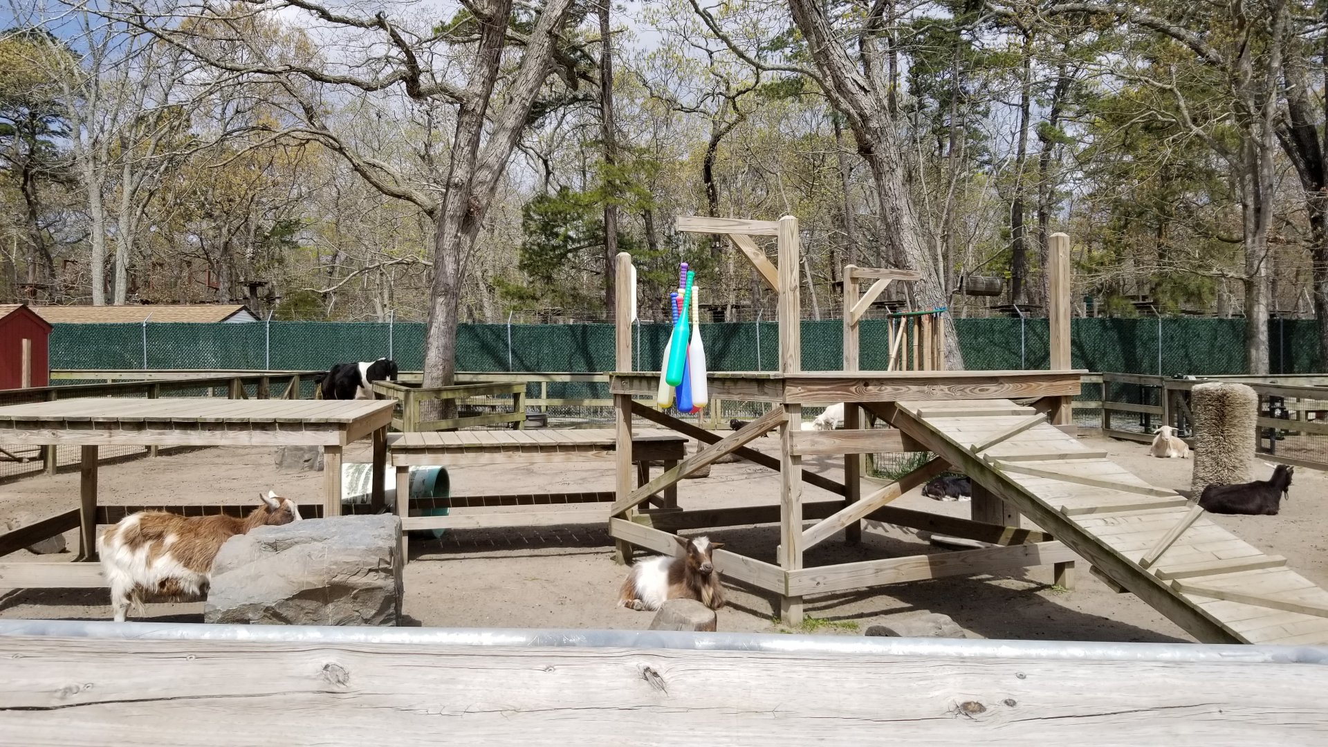 Cape May - Goats and cow