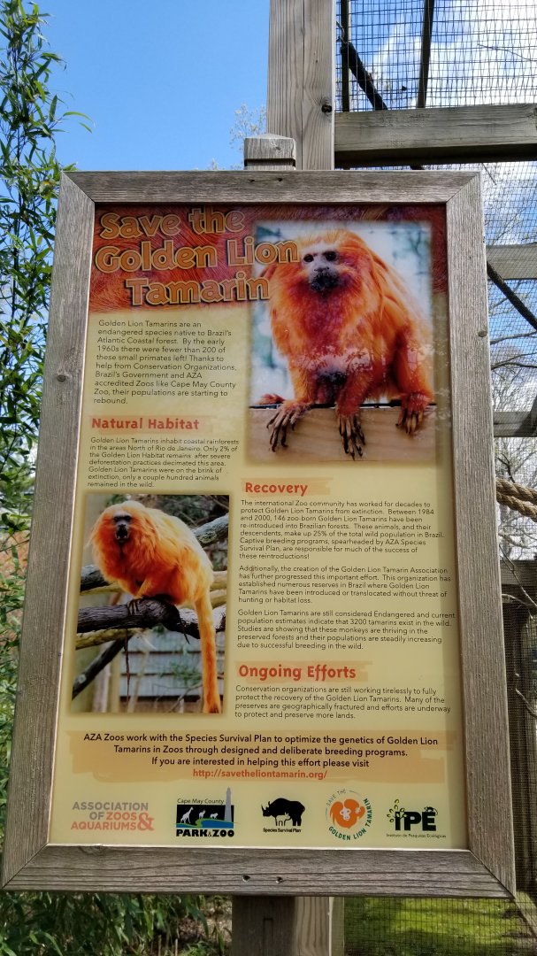 Cape May - Golden lion tamarin conservation
