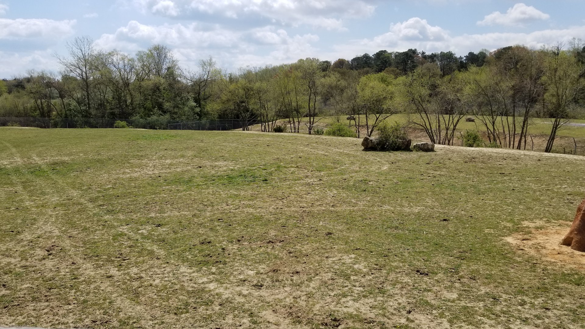 Cape May - Grant's Zebras