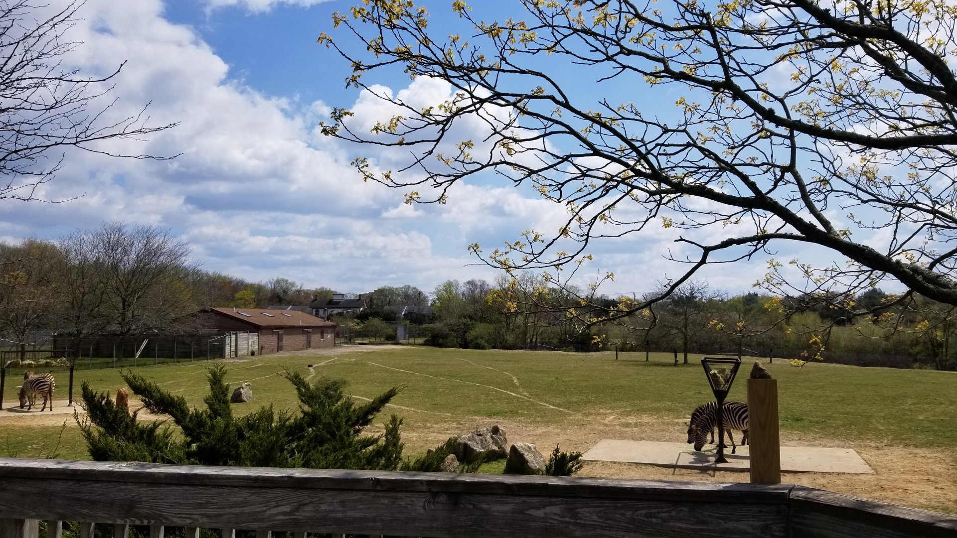 Cape May - Grant's Zebras