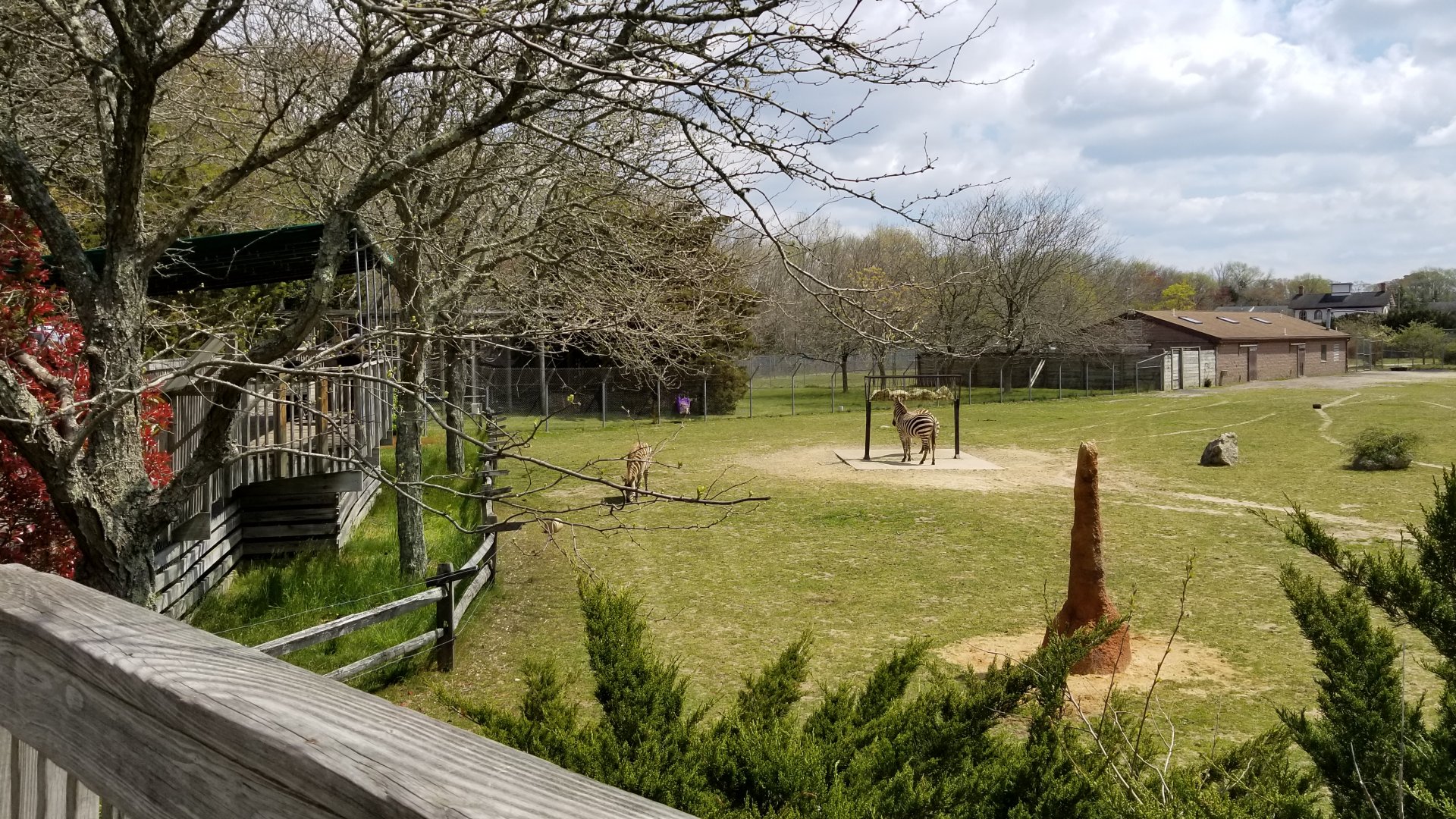 Cape May - Grant's Zebras
