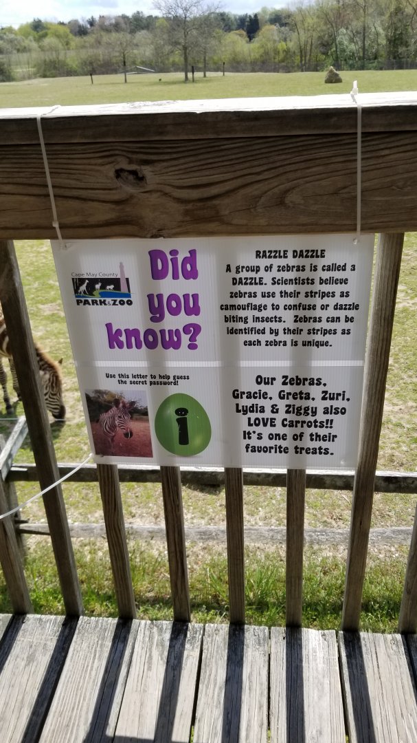 Cape May - Grant's Zebras