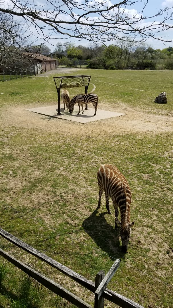 Cape May - Grant's Zebras