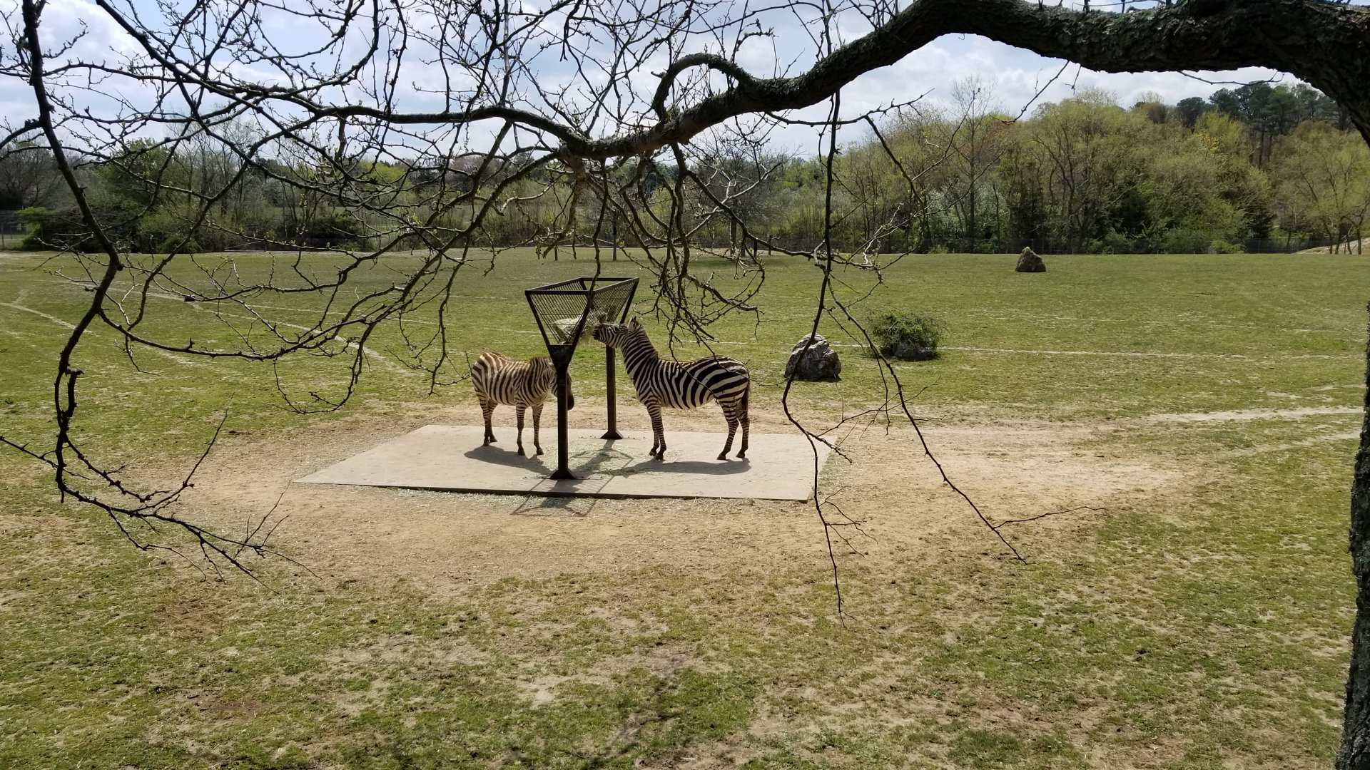 Cape May - Grant's Zebras