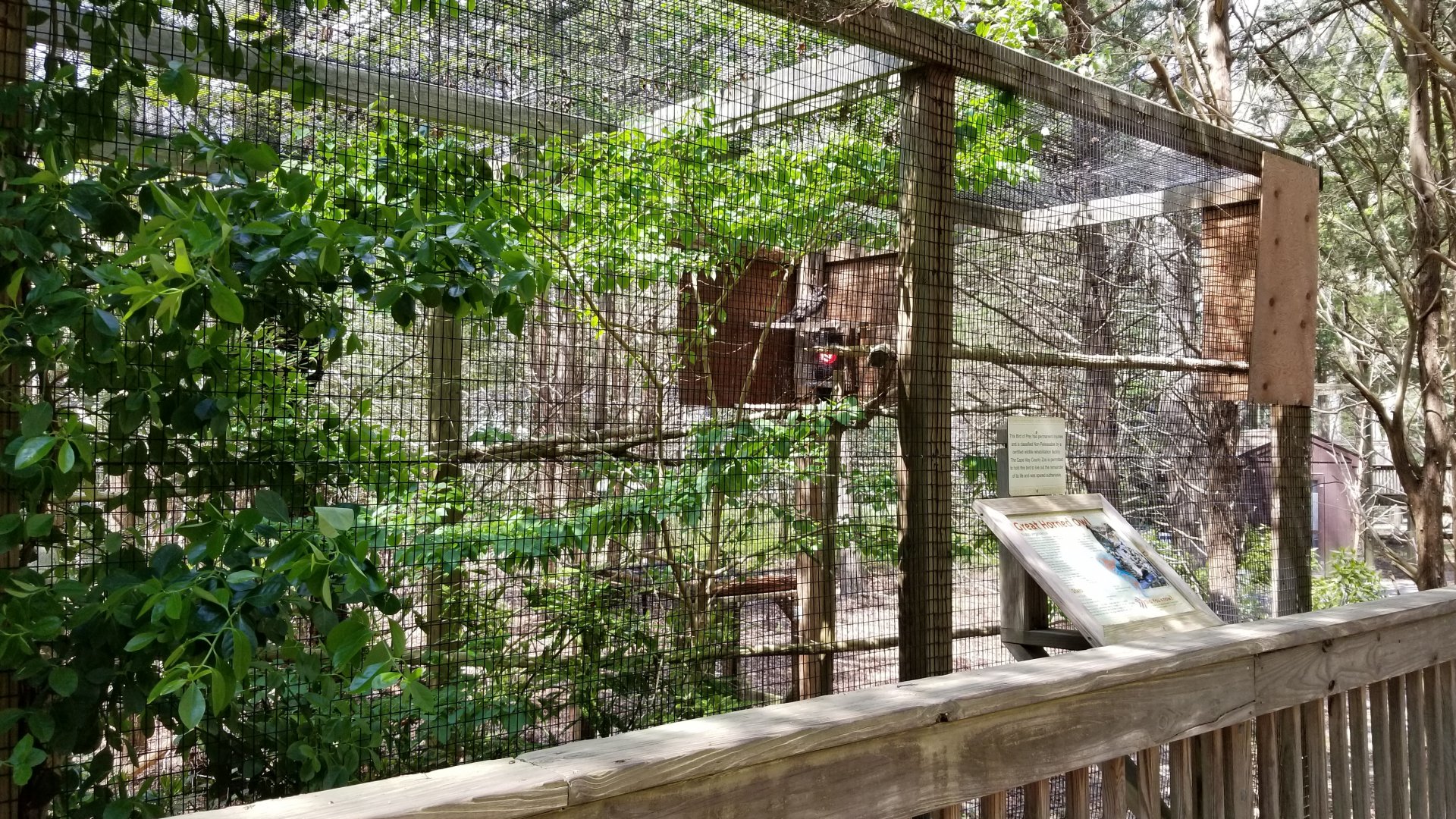 Cape May - Great horned owl
