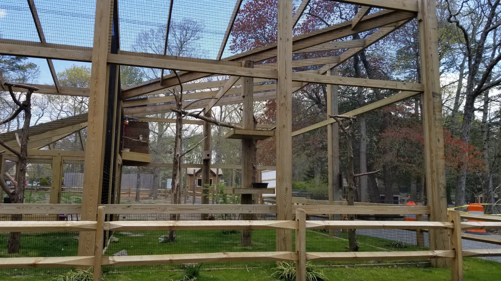 Cape May - Laughing Kookaburra