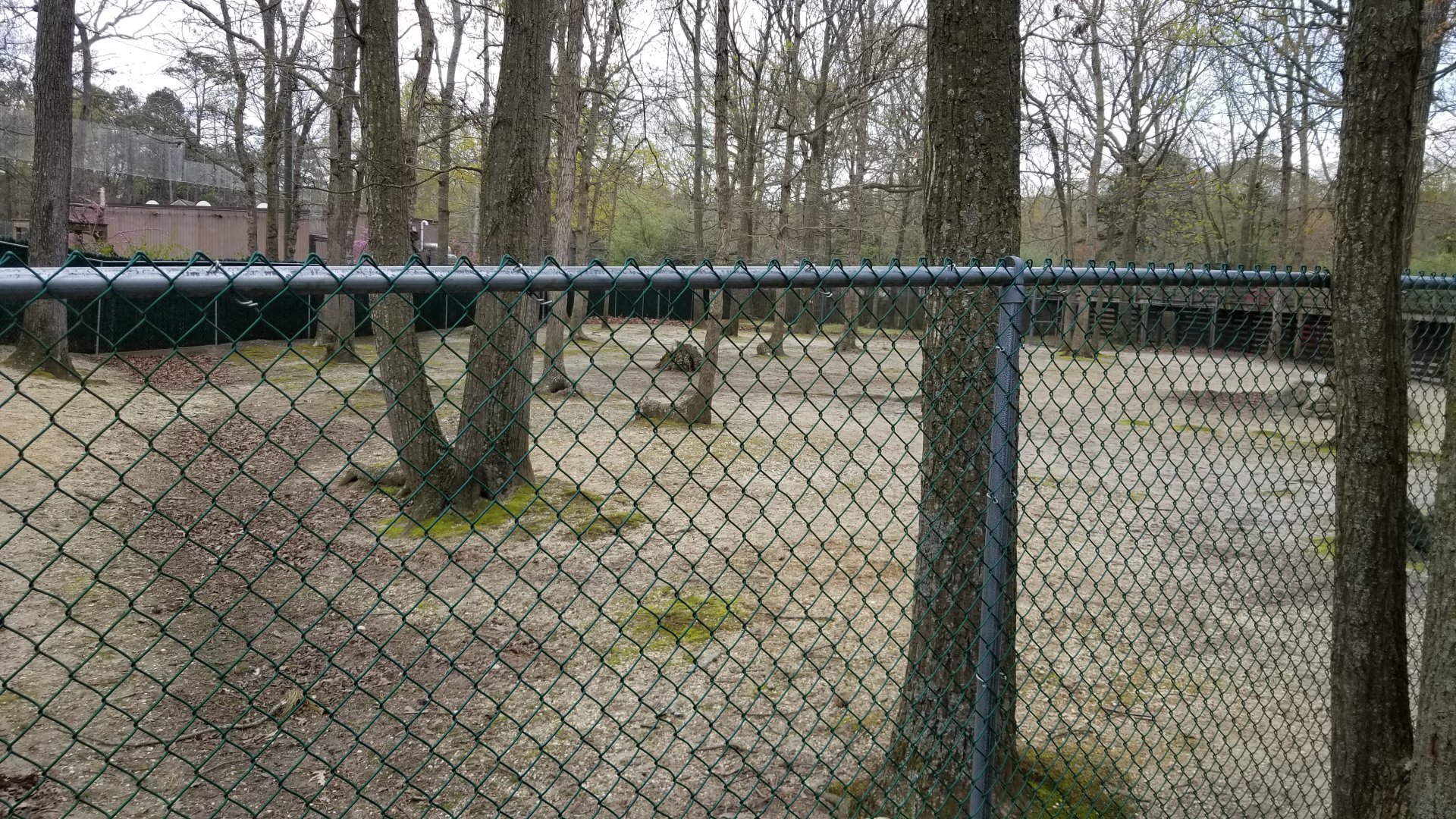 Cape May - Left end of white-tailed deer