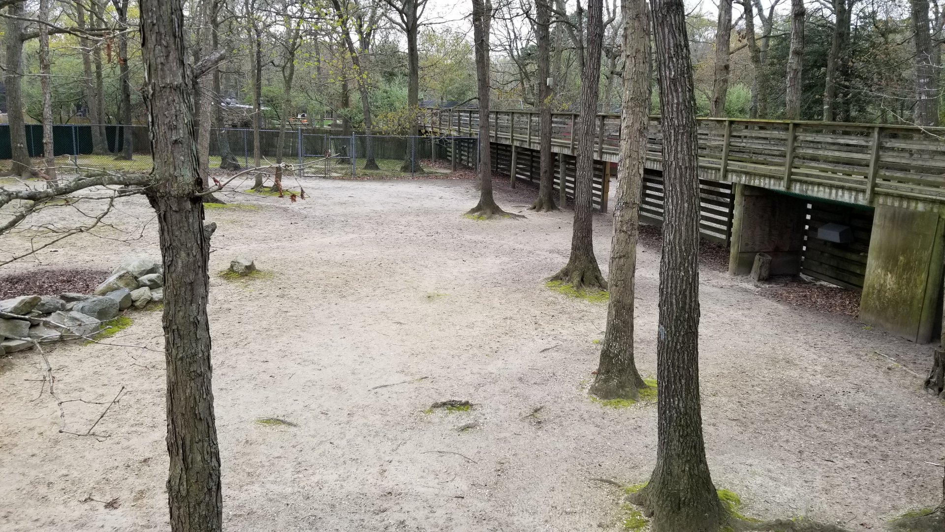 Cape May - Left end of white-tailed deer