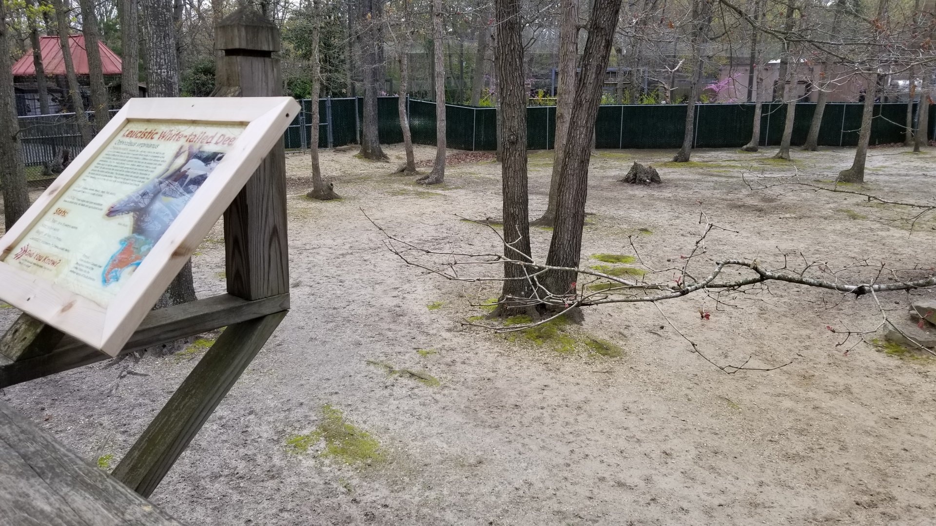 Cape May - Left end of white-tailed deer