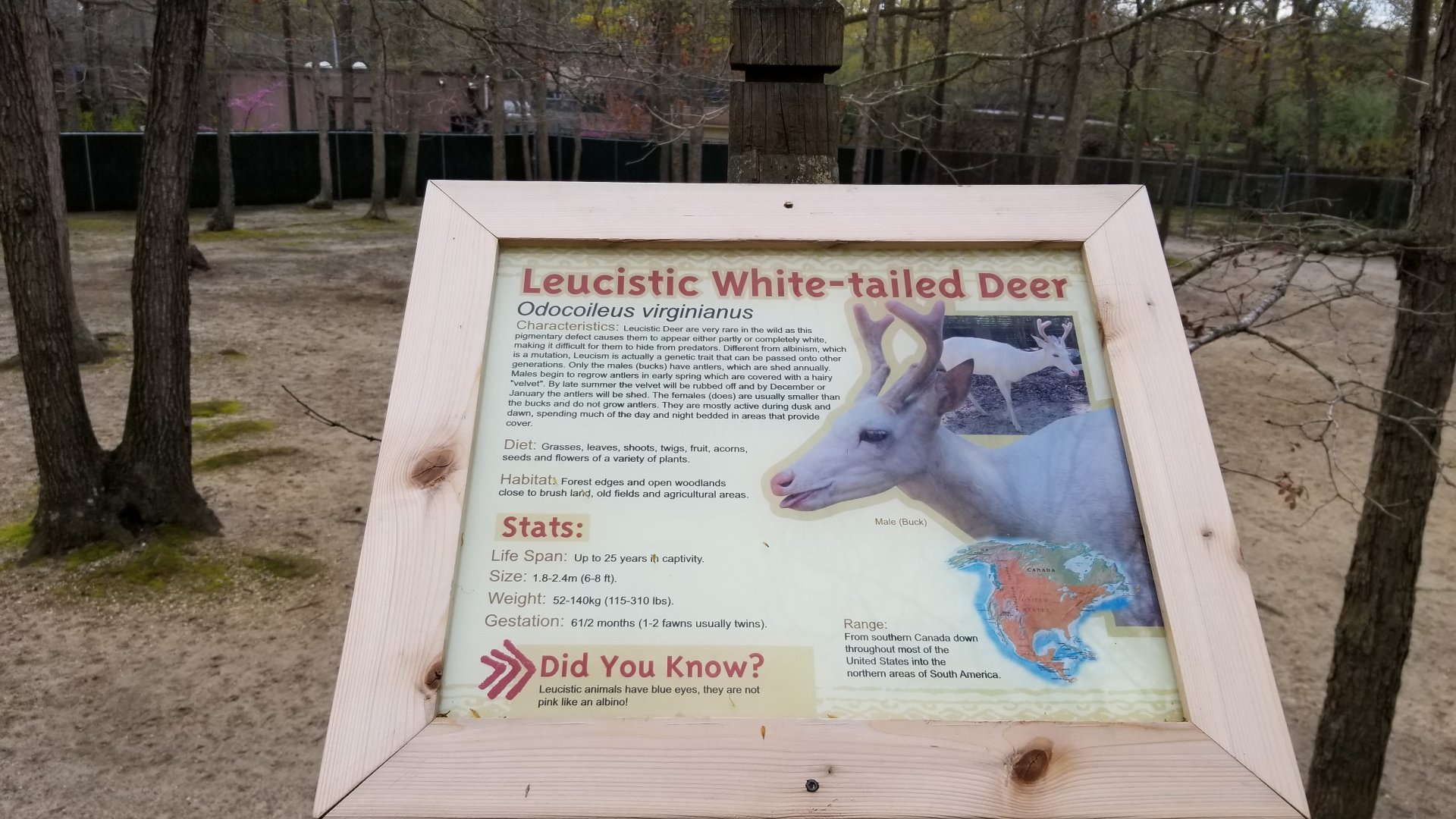 Cape May - Leucistic white-tailed deer sign