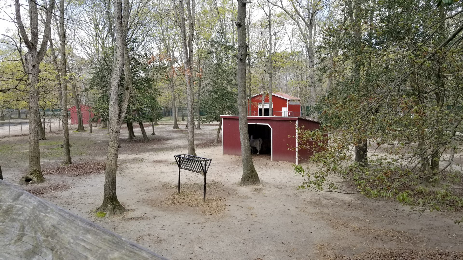 Cape May - Llama/alpaca