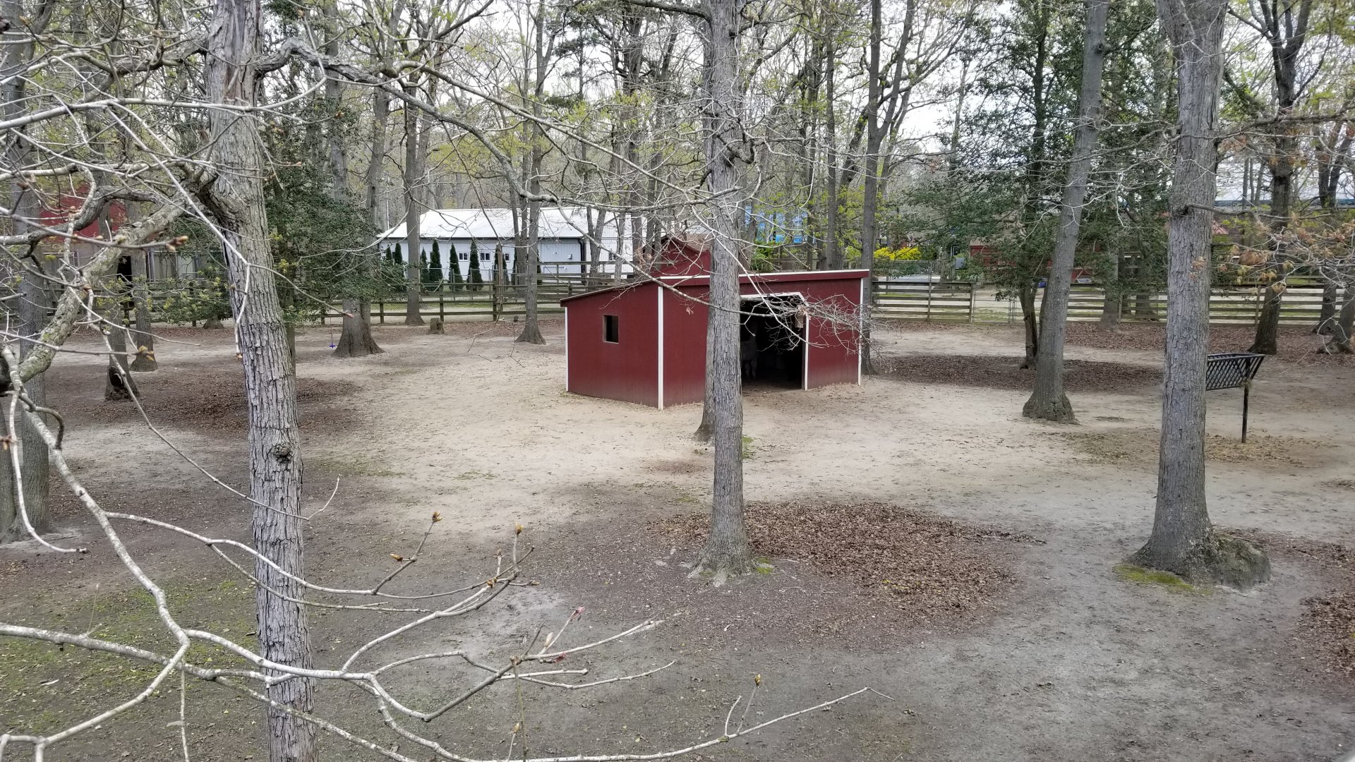 Cape May - Llama/alpaca