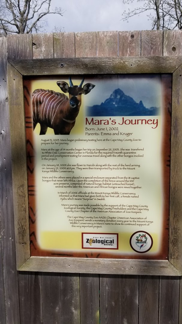 Cape May - Mara's Journey