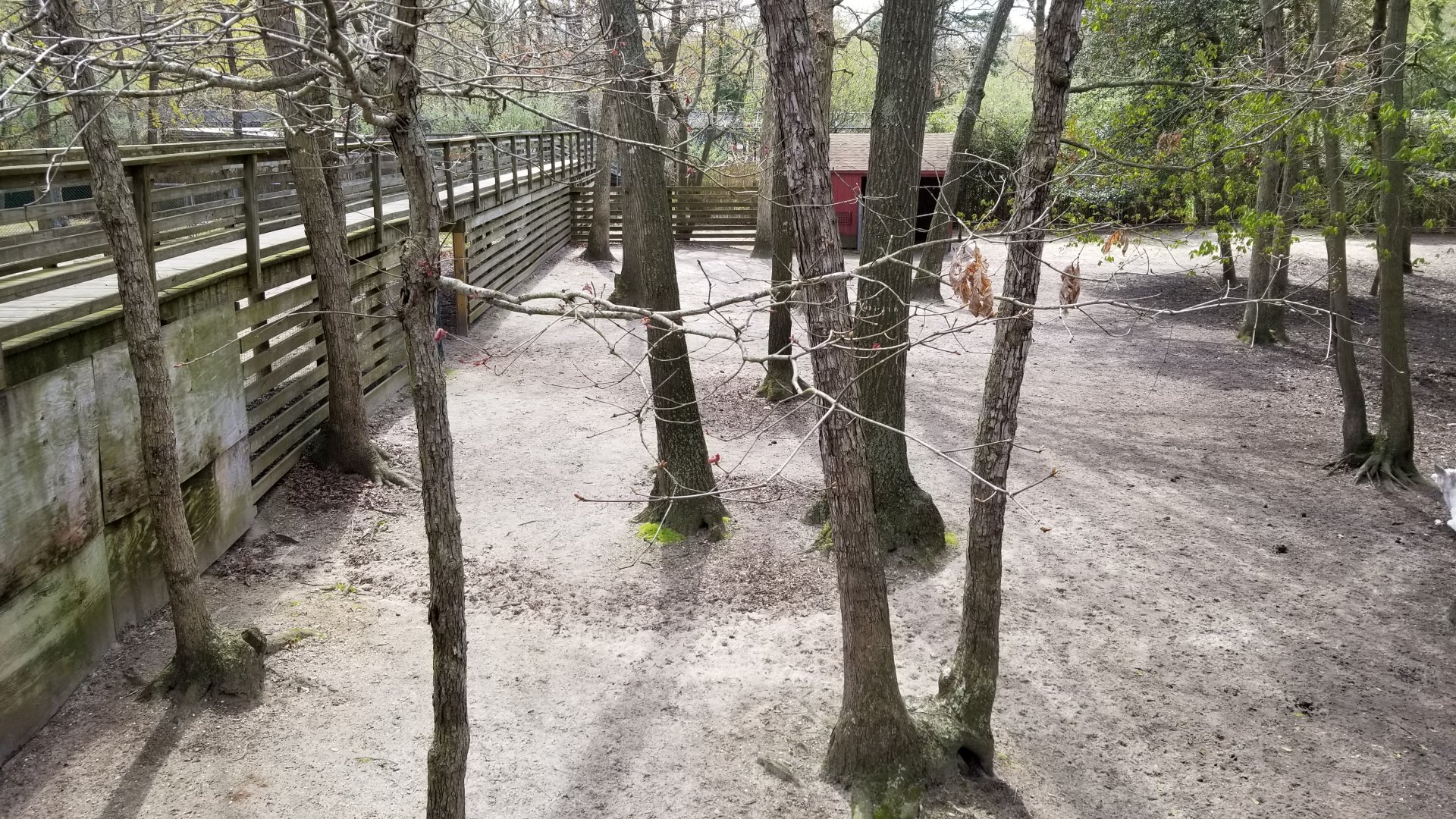 Cape May - Middle of white-tailed deer