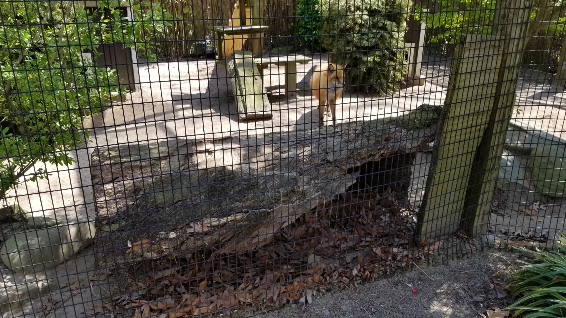 Cape May - Nice hiding spot for red fox