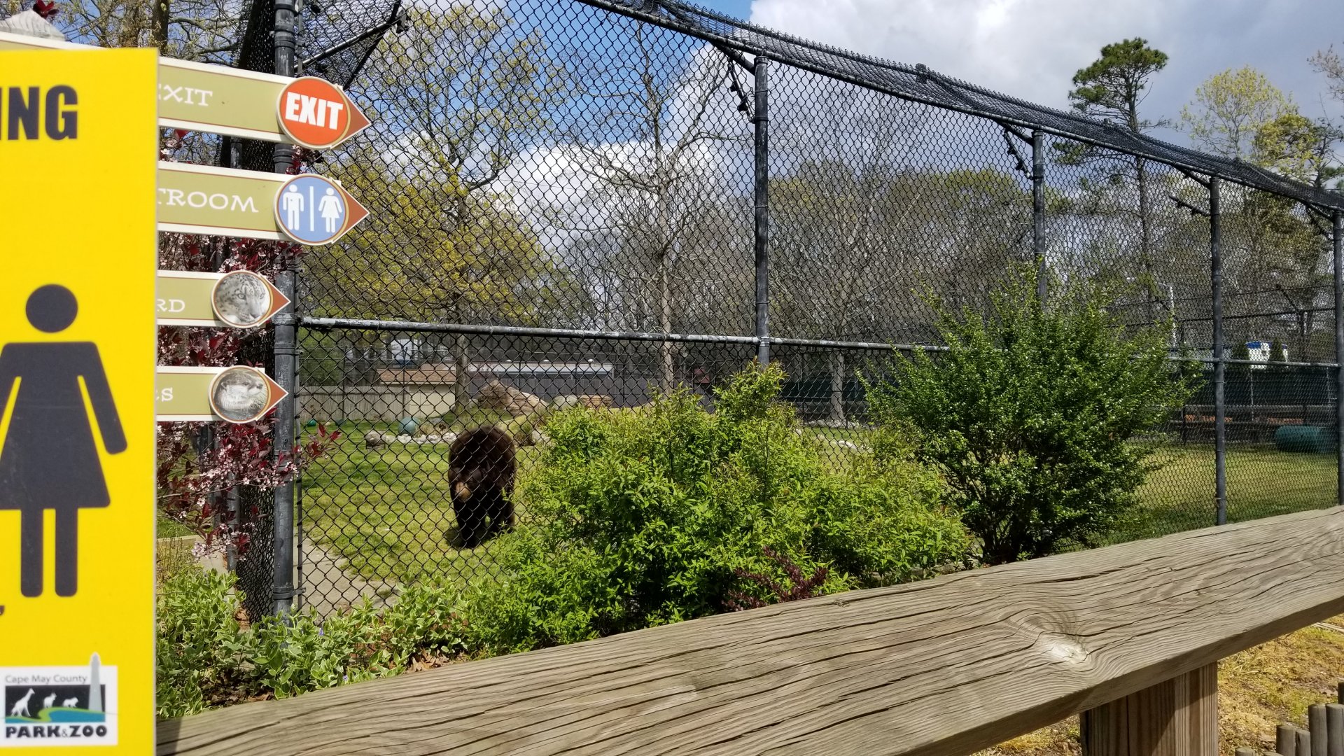 Cape May - North American Black Bear