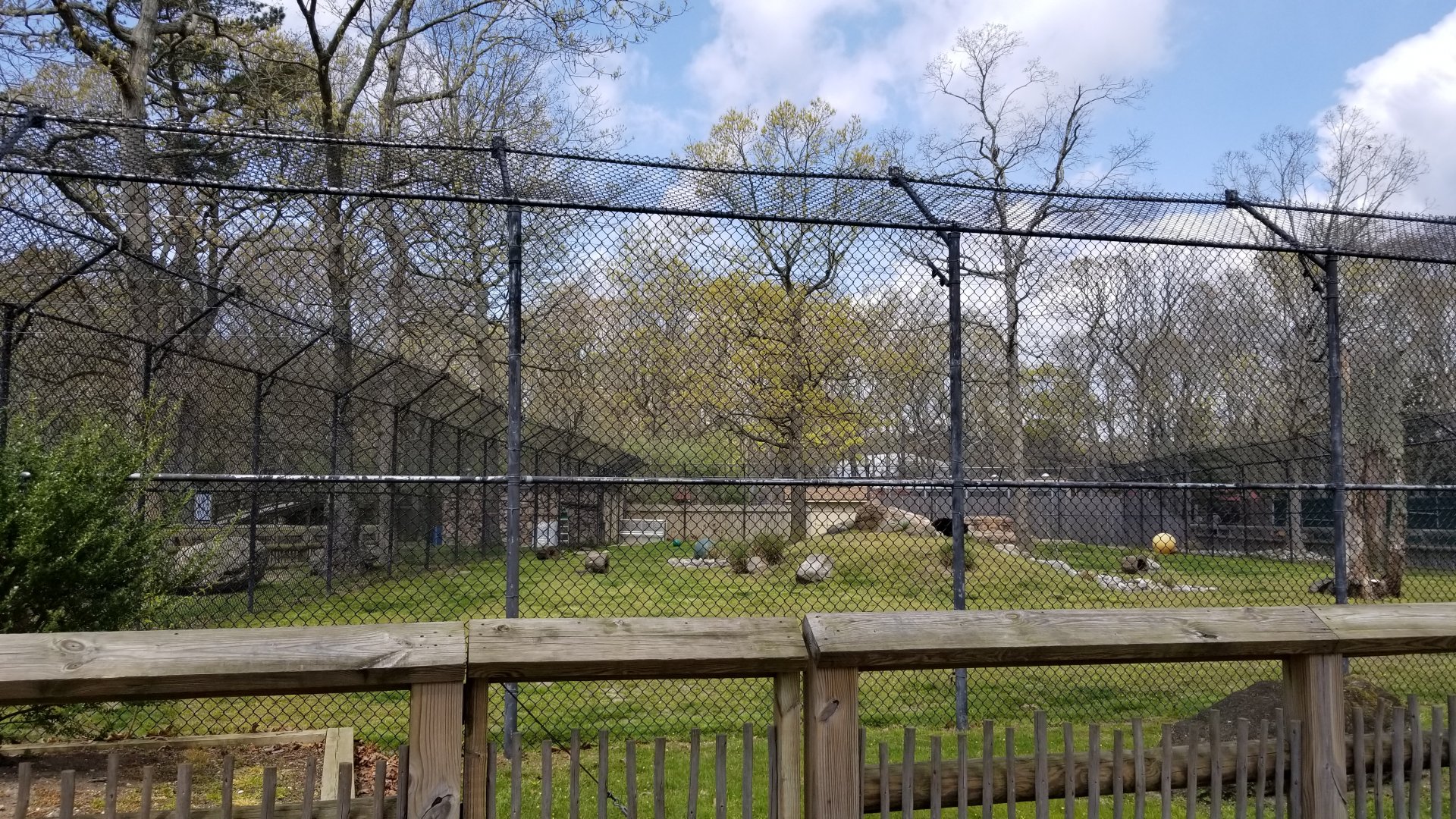 Cape May - North American Black Bear