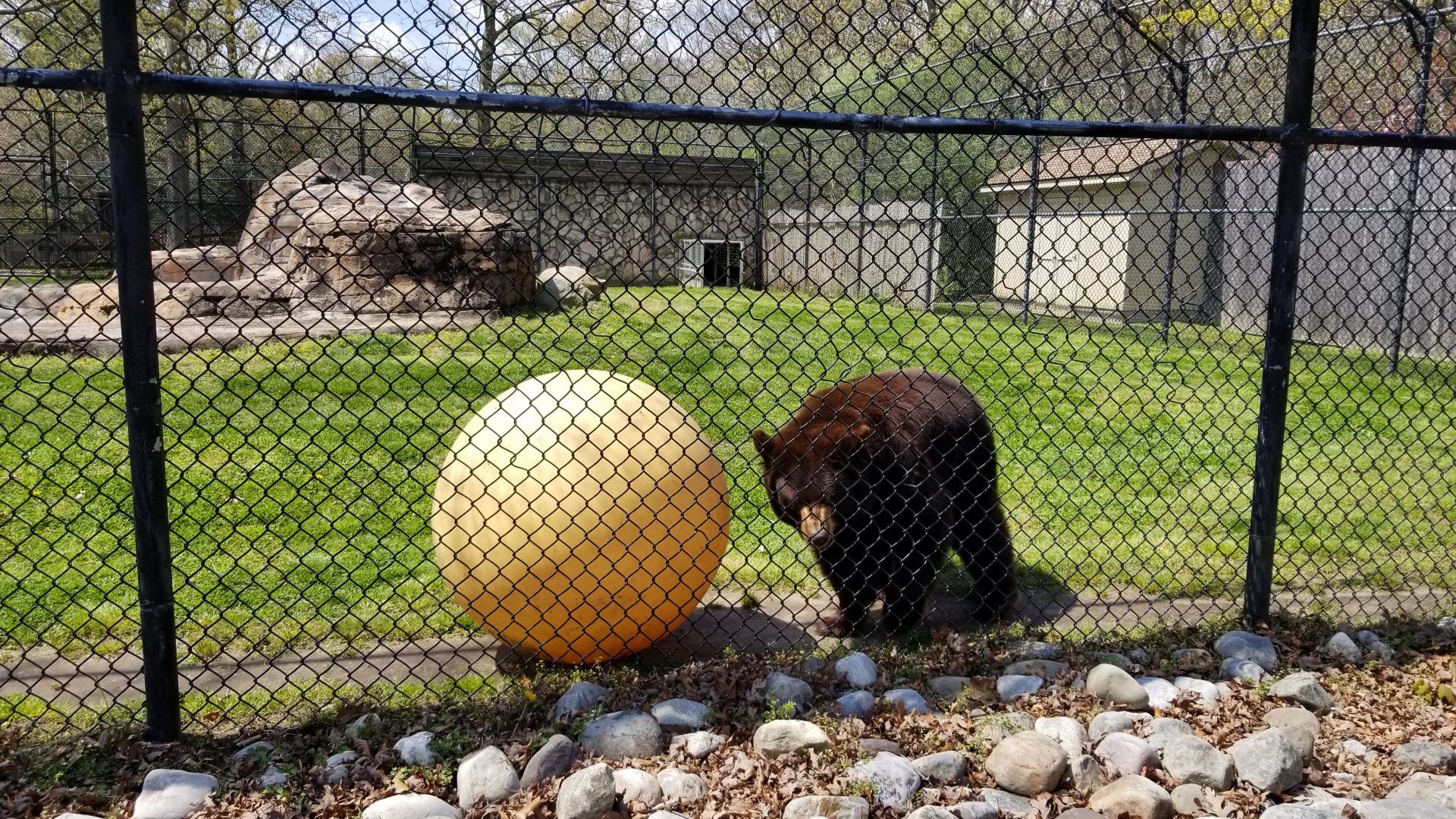 Cape May - North American Black Bear