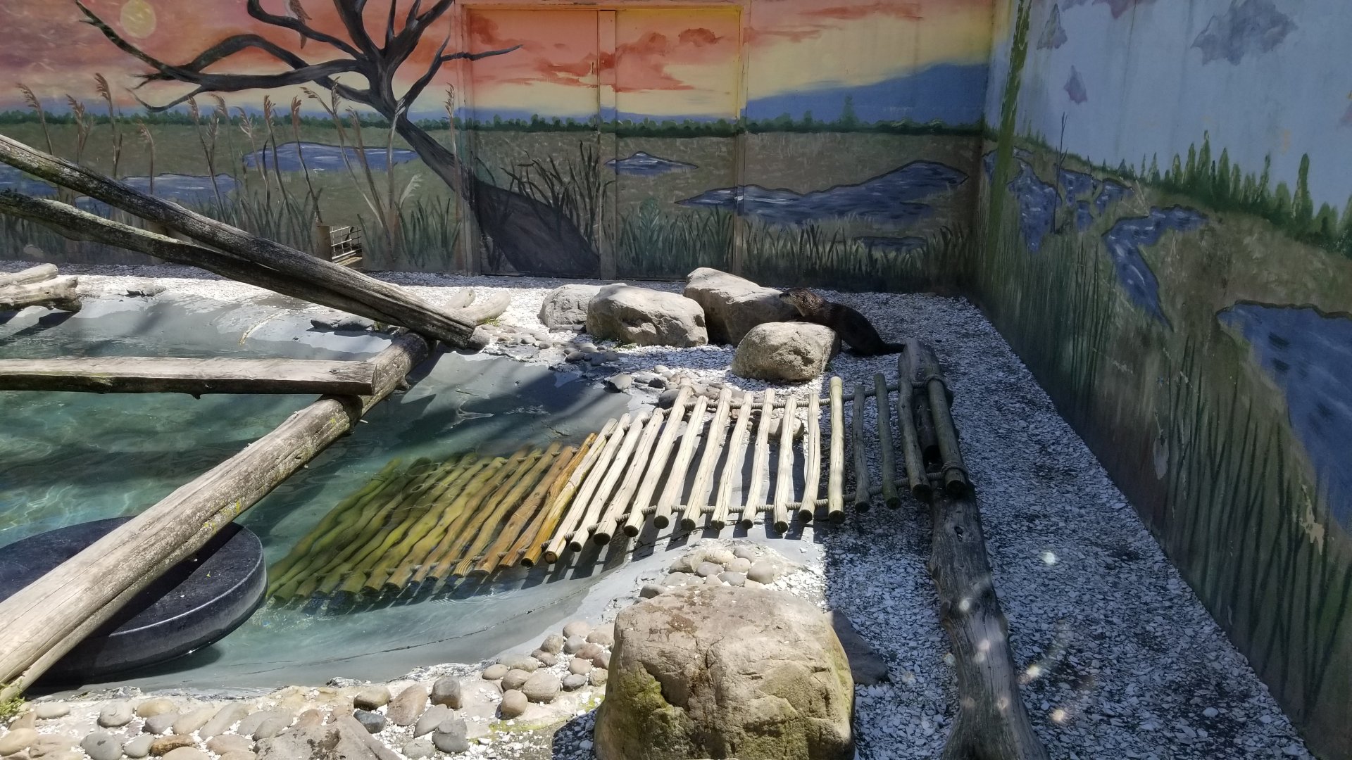 Cape May - North American River Otter