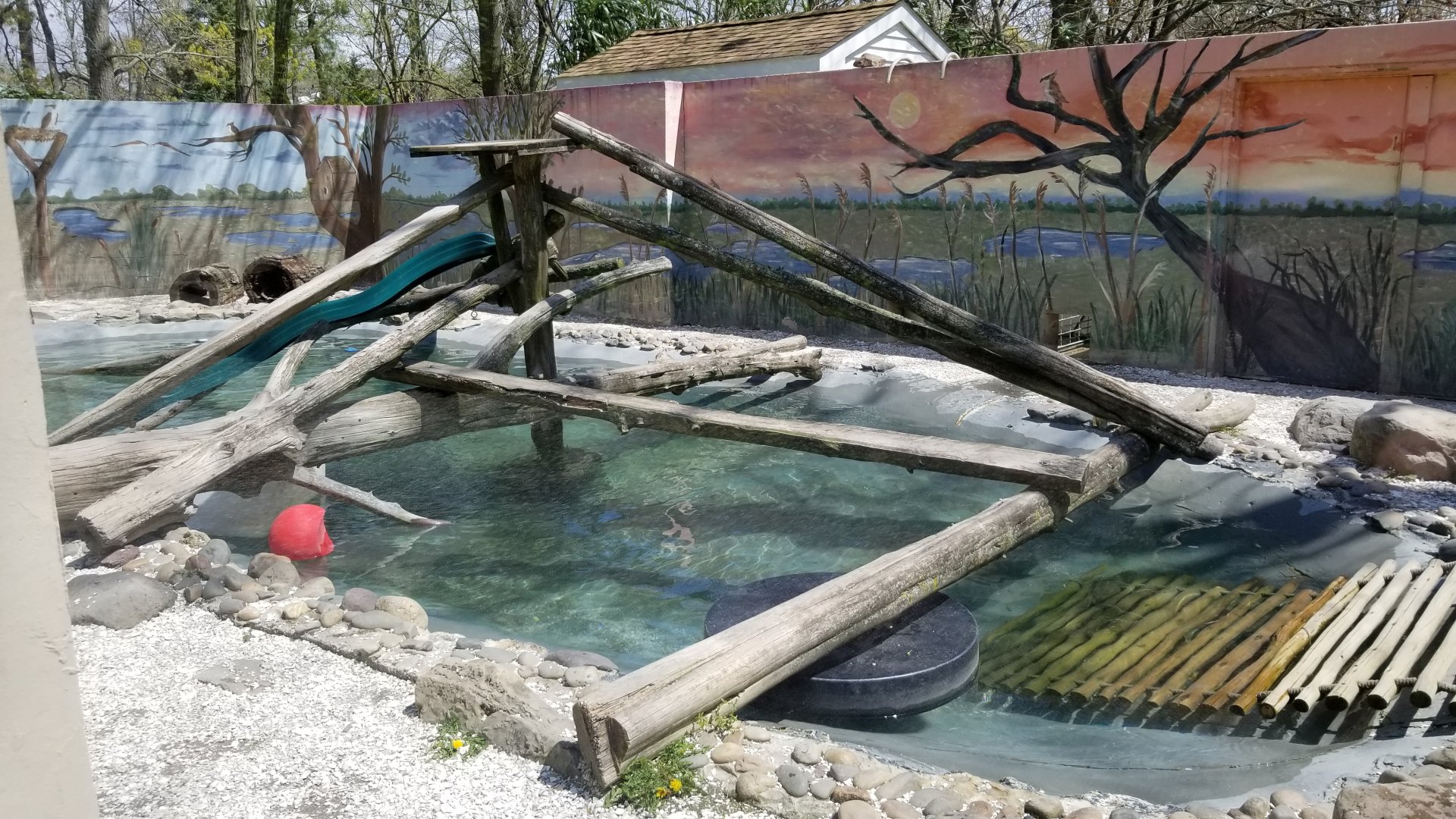 Cape May - North American River Otter
