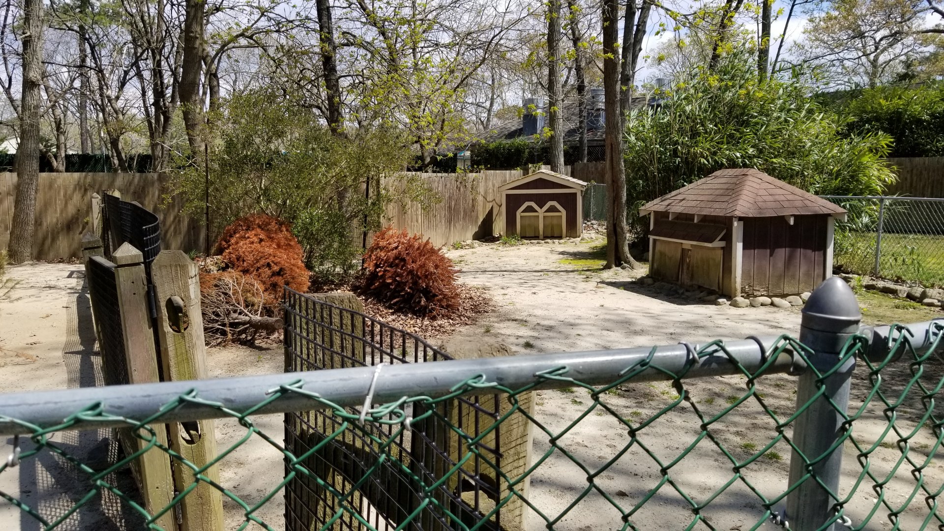 Cape May - Patagonian Mara