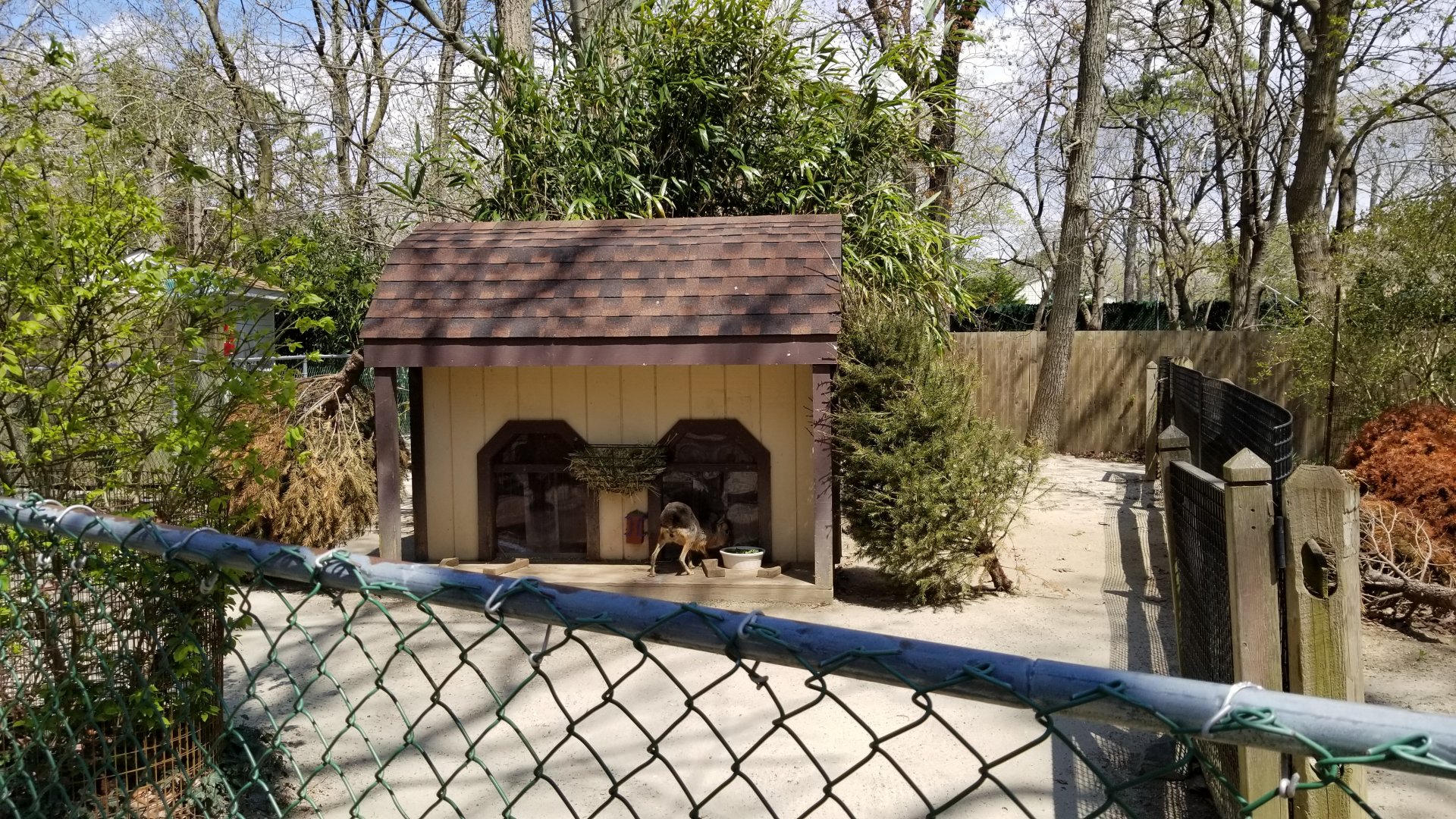 Cape May - Patagonian Mara