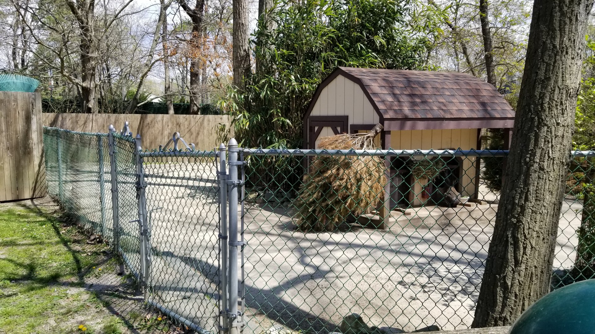 Cape May - Patagonian Mara