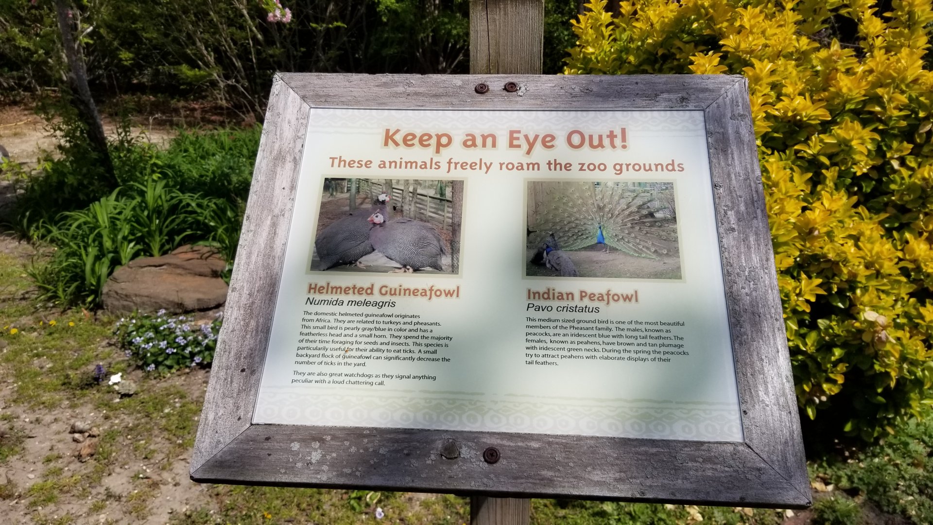 Cape May - Peafowl and guineafowl free-roaming sign