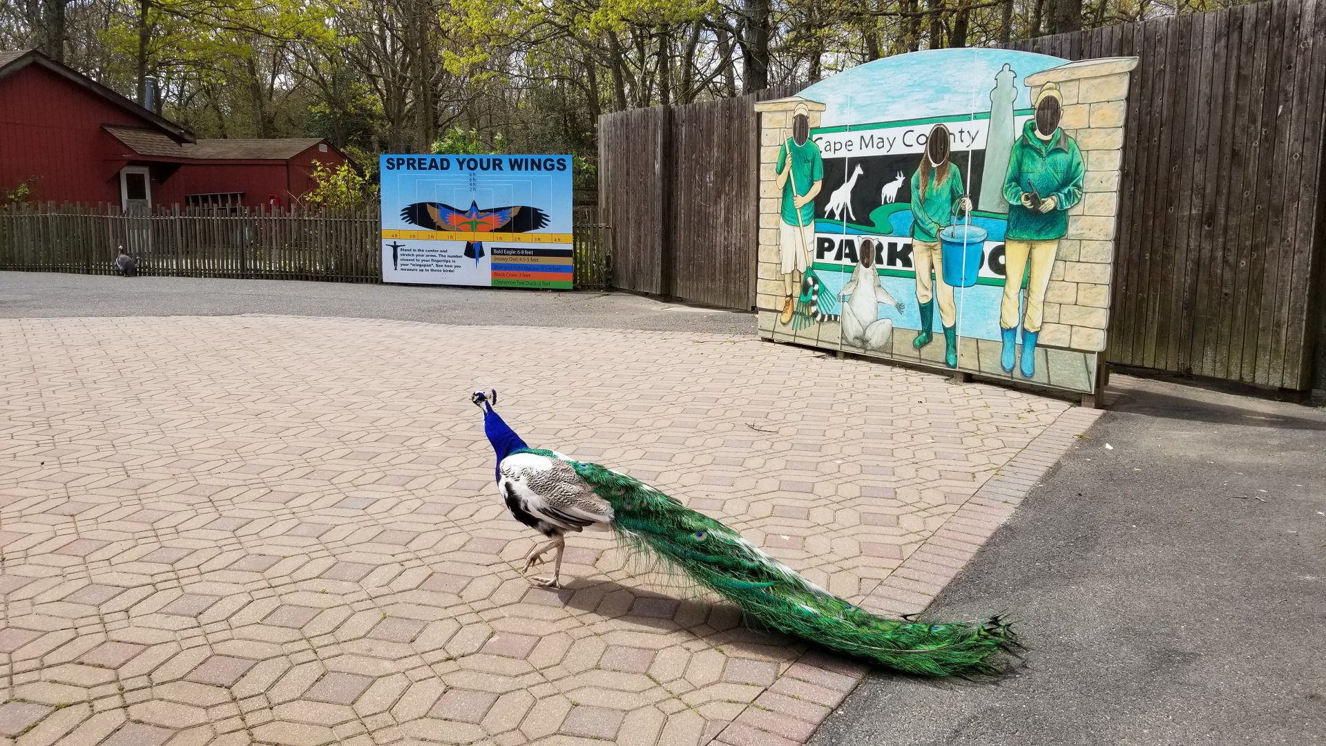 Cape May - Photo props & peacock