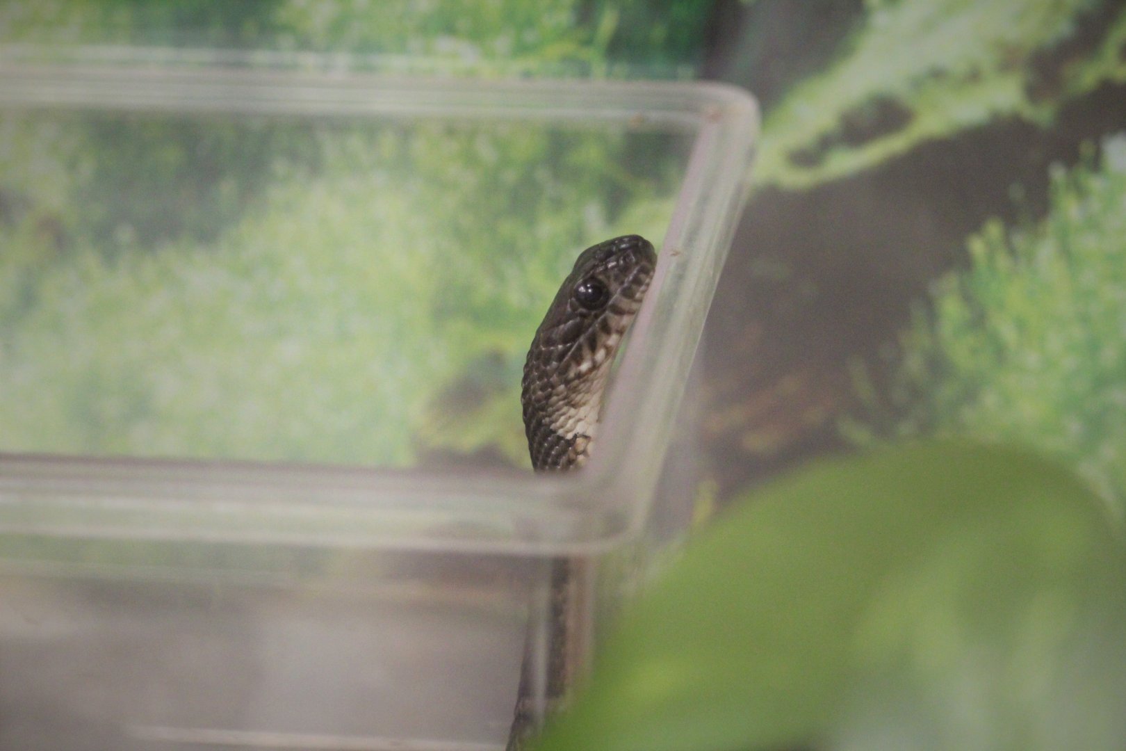 Cape May Point State Park - Northern Watersnake